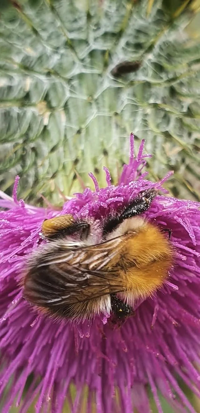 Close-up of a bumblebee collecting pollen from a purple thistle flower with cactus in the background.