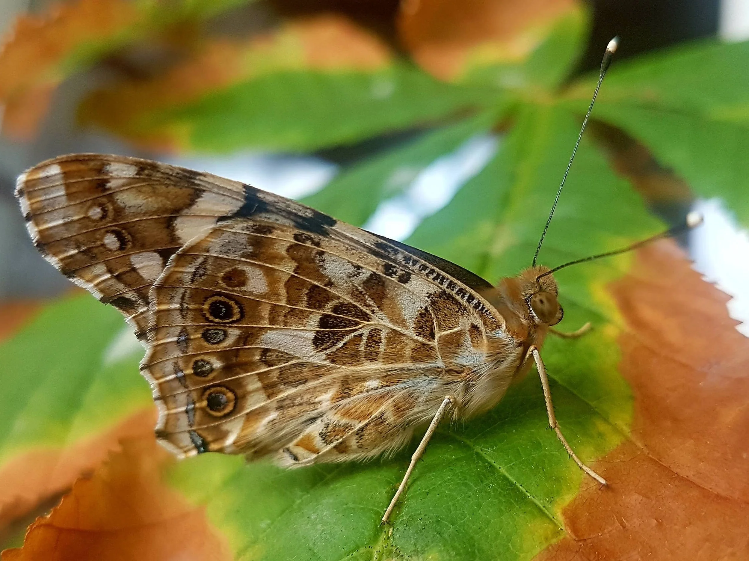 Close-up of a butterfly with brown and black patterned wings, sitting on a green and orange leaf.