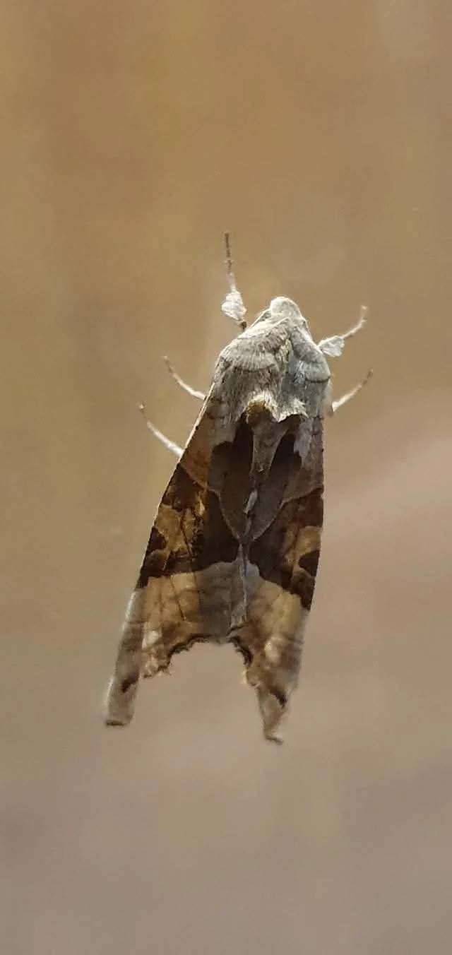 Close-up of a moth resting with wings closed, showing intricate brown and gray patterns.