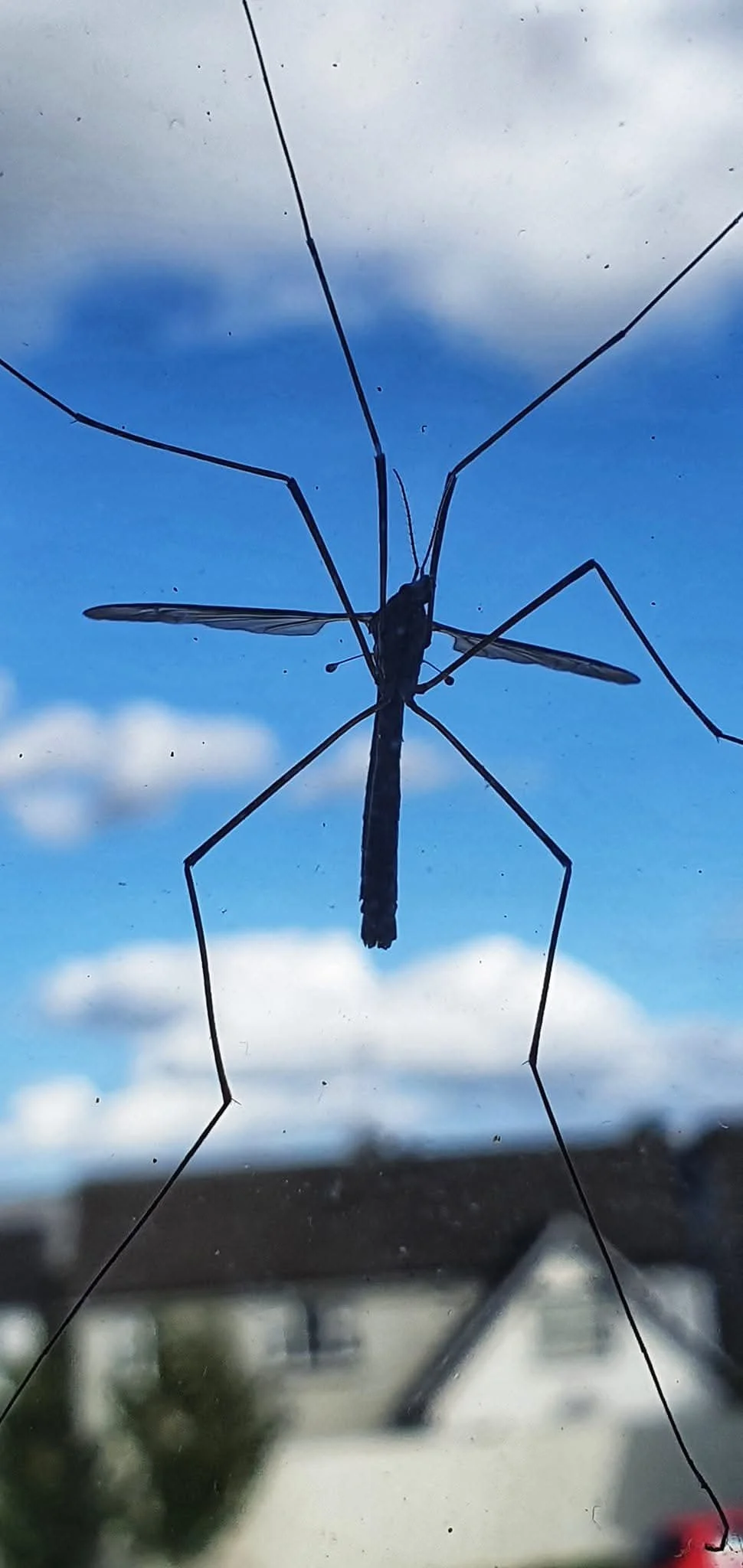 Close-up of a dragonfly trapped in a spider web against a blue sky with clouds.