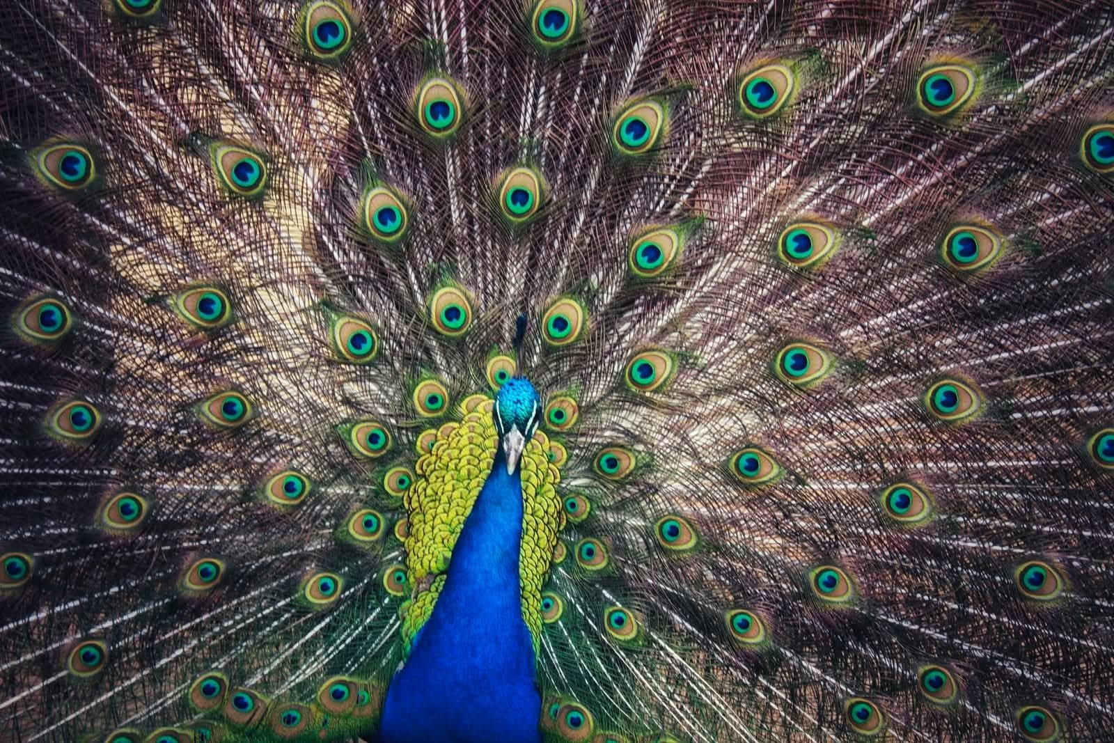 A peacock displaying its colorful tail feathers fully fanned out.