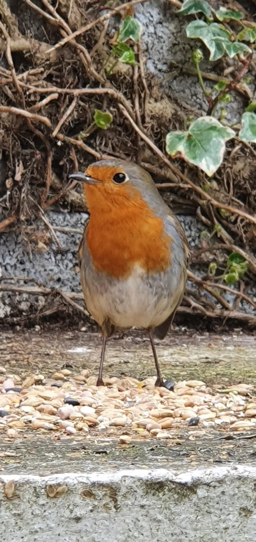 A small bird with an orange breast and face, gray wings, and long, thin legs standing on a pebble and concrete surface surrounded by ivy and dried branches.
