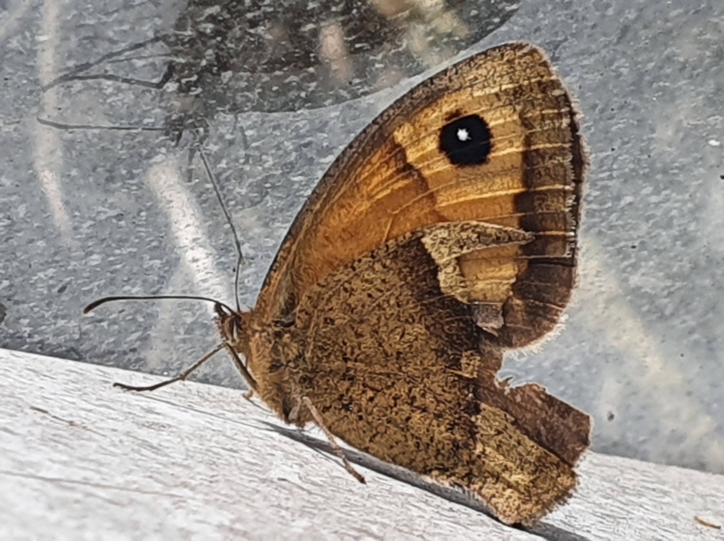 A brown butterfly with black eye spots on its wings, resting on a surface behind a clear glass pane.