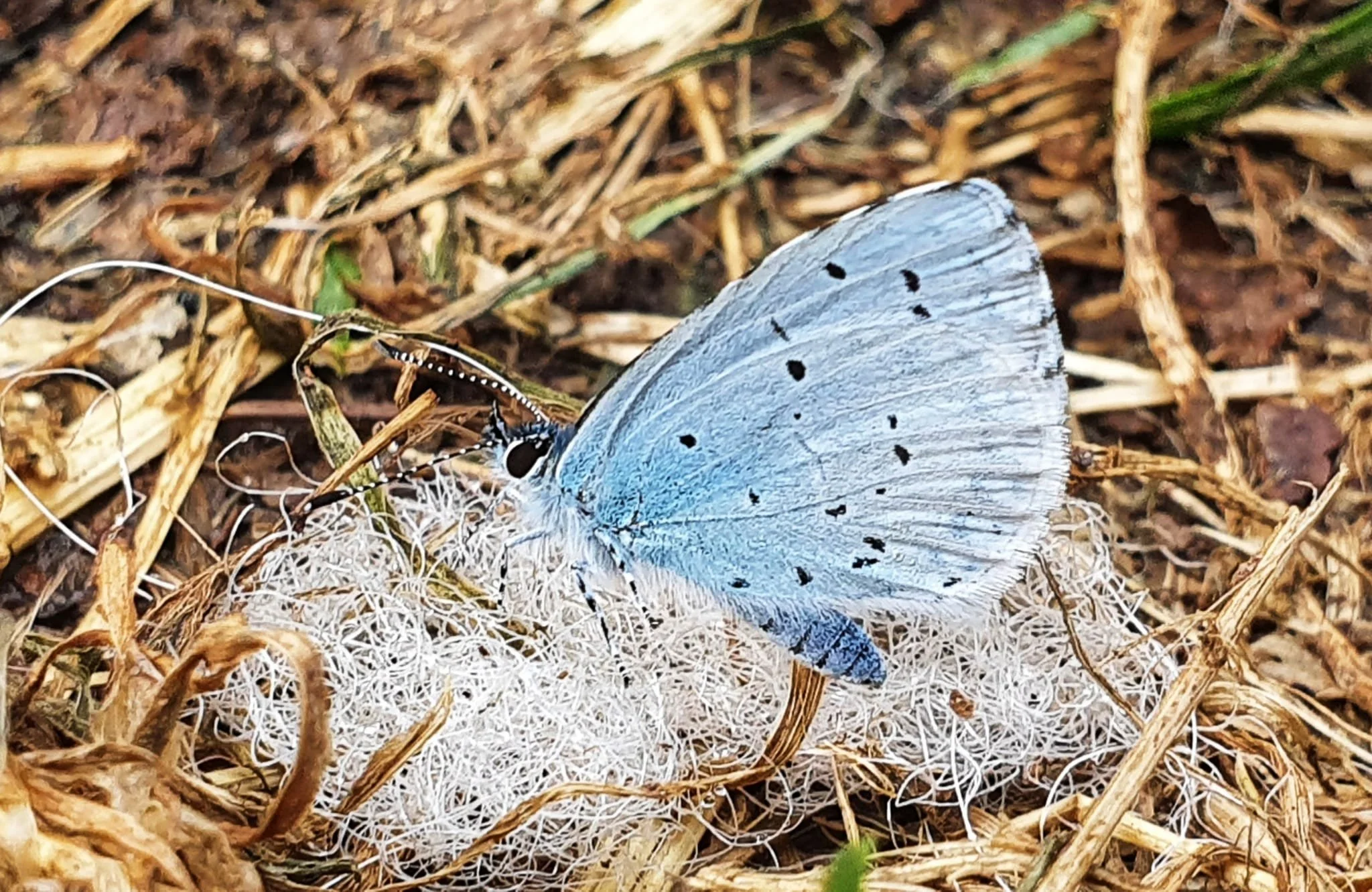 A blue butterfly with black spots resting on a white, tangled silk nest on dry grass and soil.