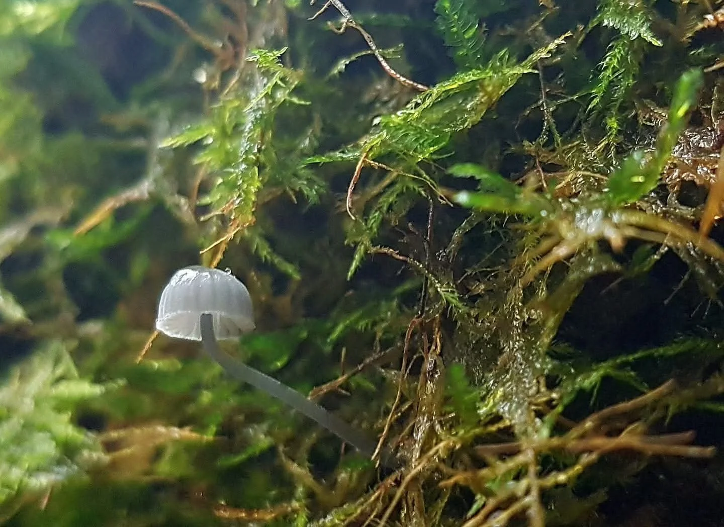 Small white mushroom growing among green moss and foliage