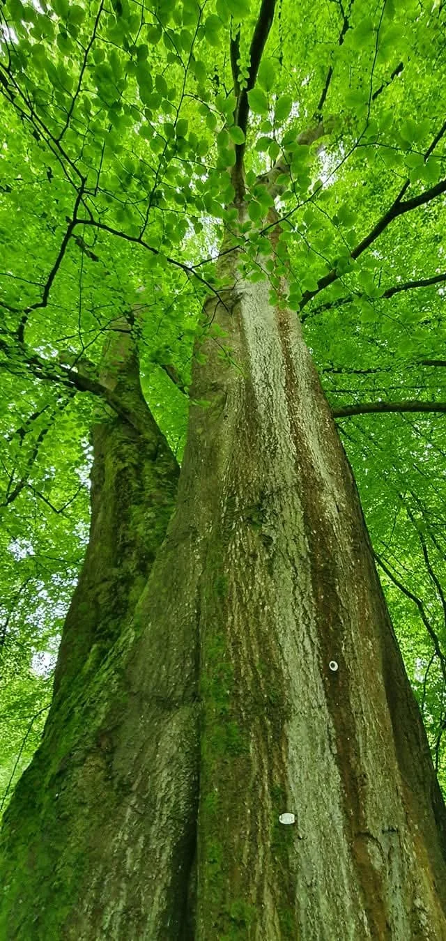 A tall tree with a thick trunk covered in moss and textured bark, surrounded by lush green leaves in a forest canopy.