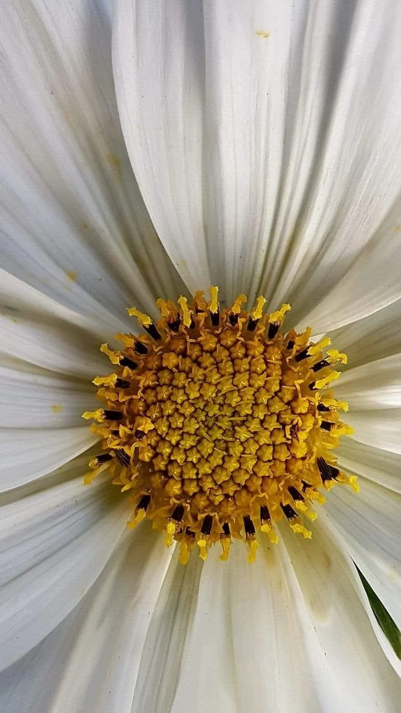 Close-up of the center of a white flower with yellow and dark brown stamens.