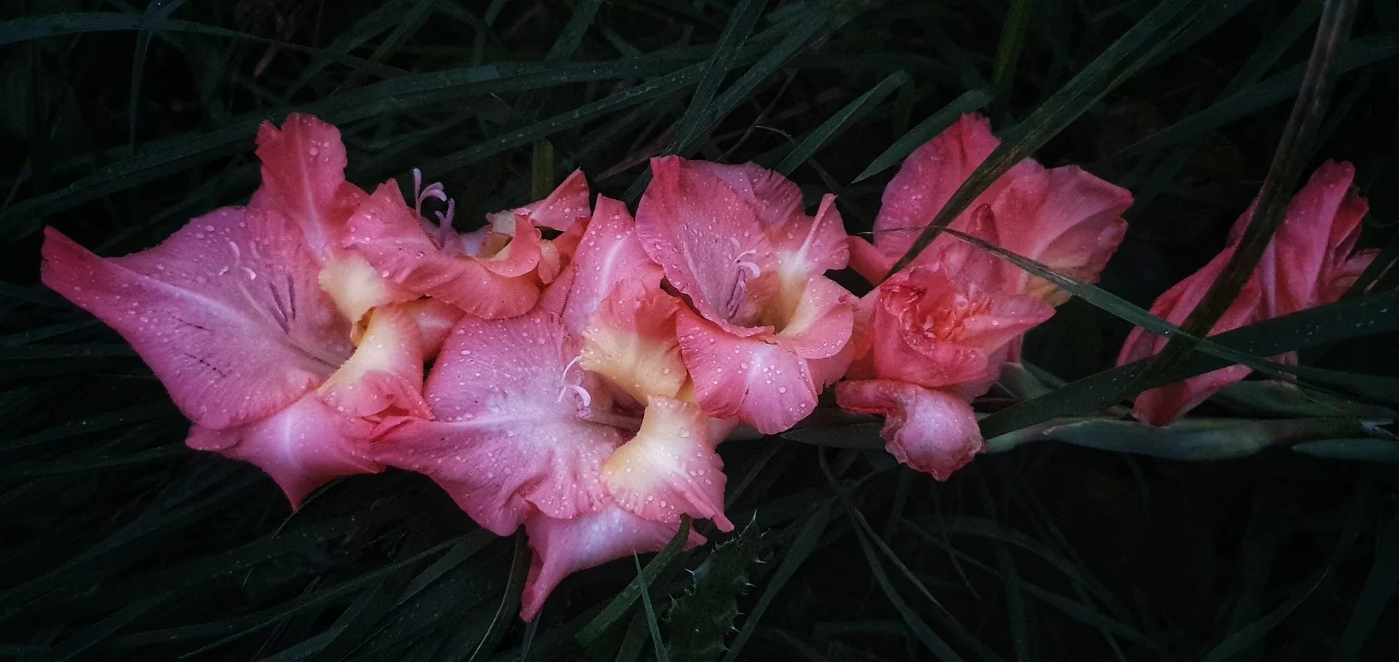 Pink gladiolus flowers with water droplets on dark green grass background.
