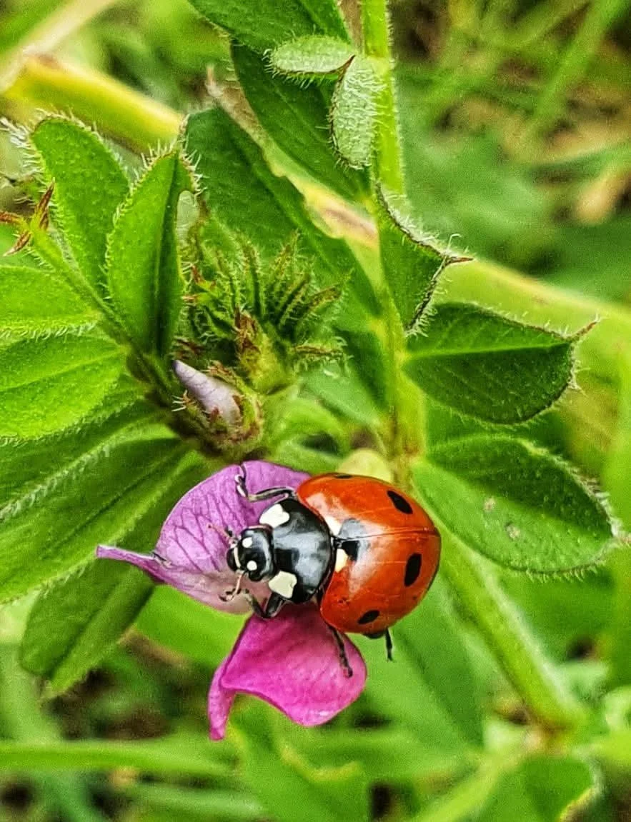 A ladybug on a pink flower amidst green leaves.