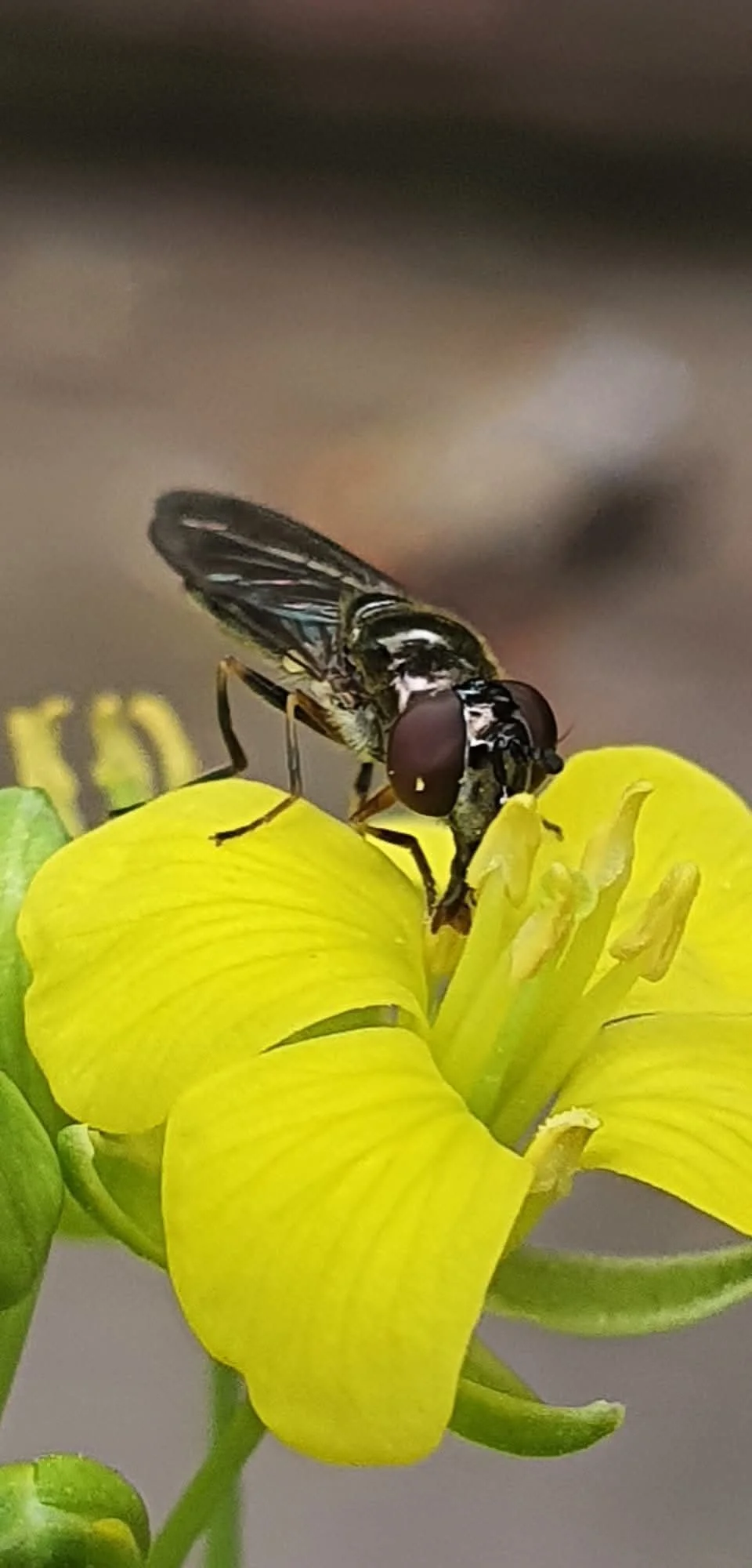 Close-up of a fly on a yellow flower with prominent yellow petals and reproductive organs.
