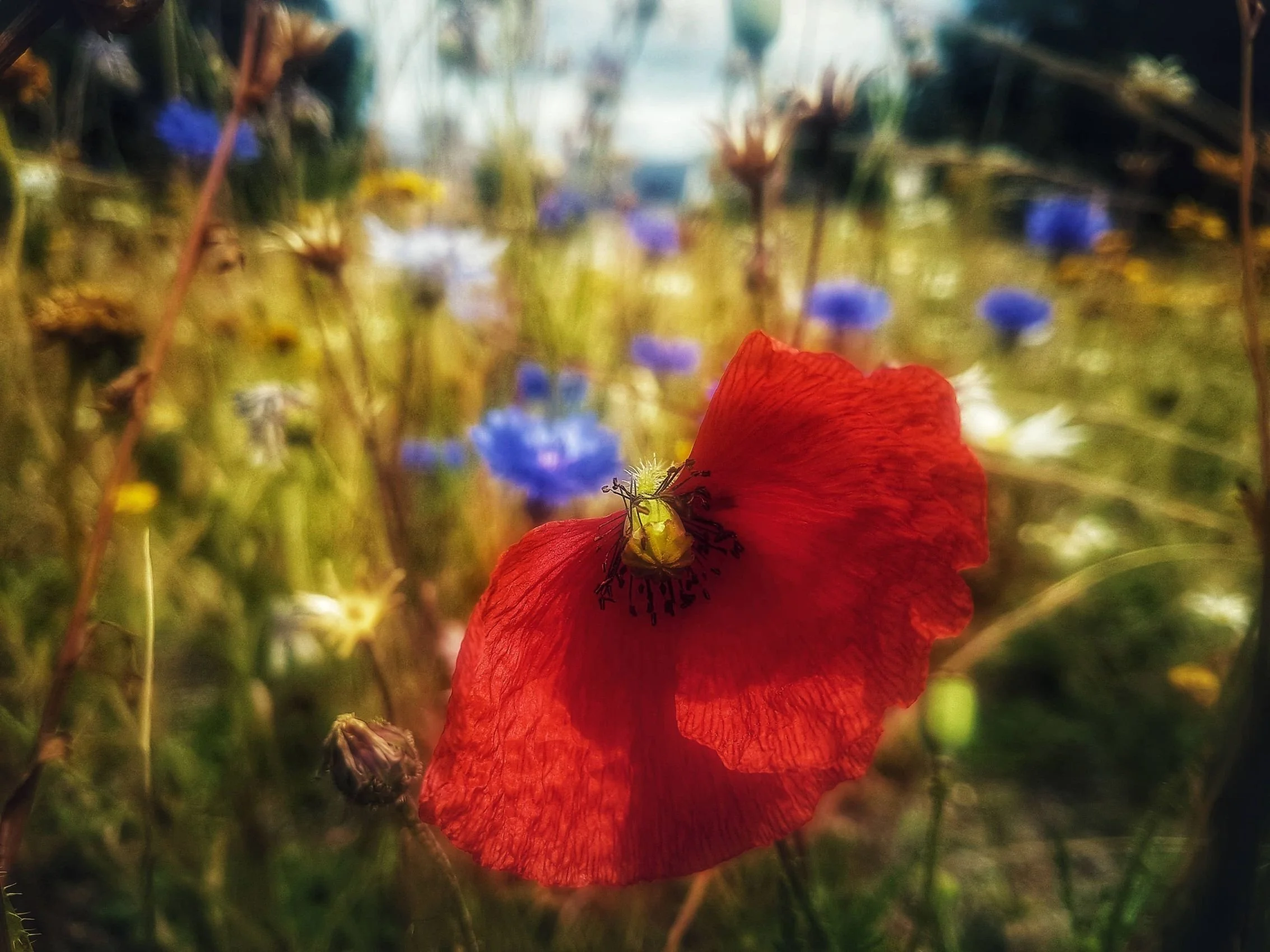 Close-up of a red poppy flower with blue and yellow flowers in the background