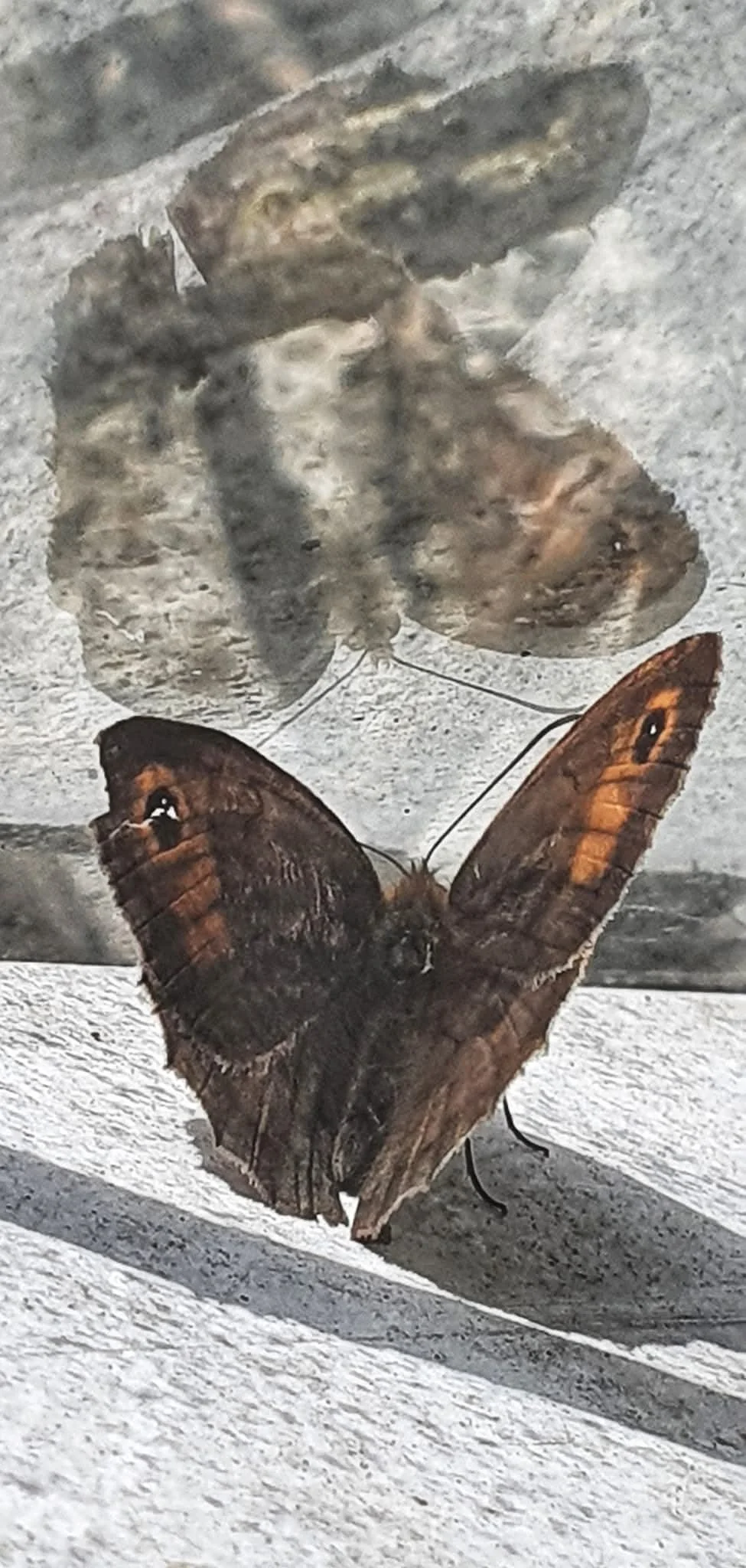 A butterfly with brown and orange wings resting on a windowsill, with its reflection visible on the glass above.