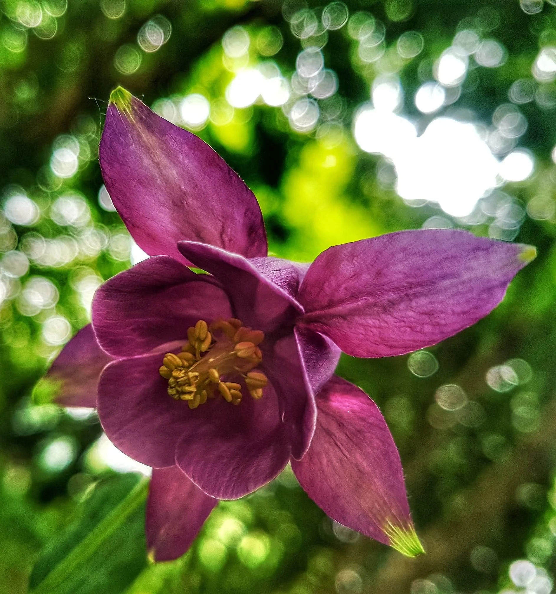 Close-up of a pink flower, showing petals and yellow stamens, with a blurred green and white background.
