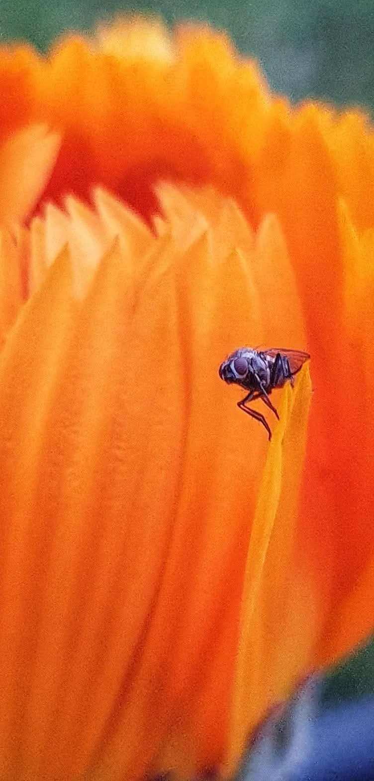 Close-up of a small black fly perched on the edge of an orange flower petal, with blurred orange petals in the background.