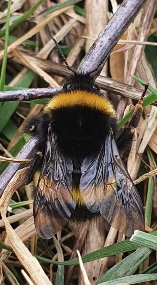 Close-up of a bumbelbee resting on dry grass and green leaves.