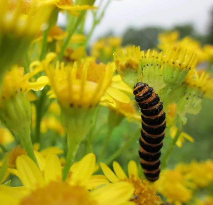 A close-up of a caterpillar on yellow flowers, with a blurred background of green foliage and sky.
