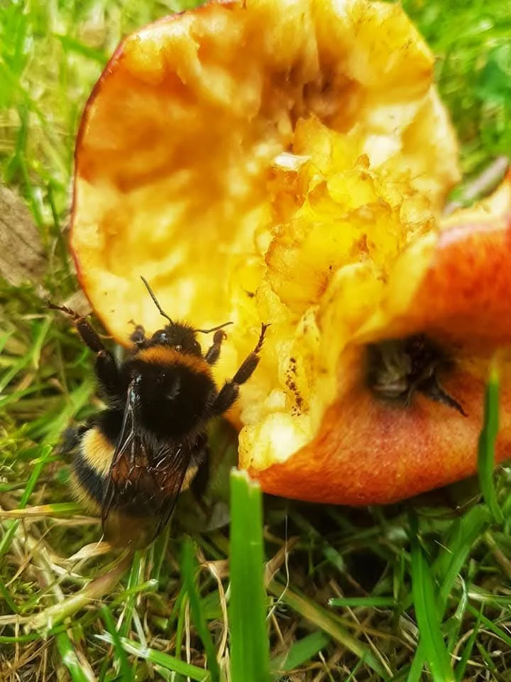 A close-up view of a partially eaten apple with a bee on the left side and a fly on the right side, surrounded by green grass.