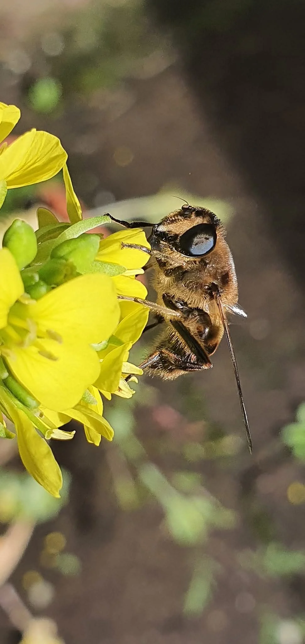 Close-up of a bee on yellow flowers.