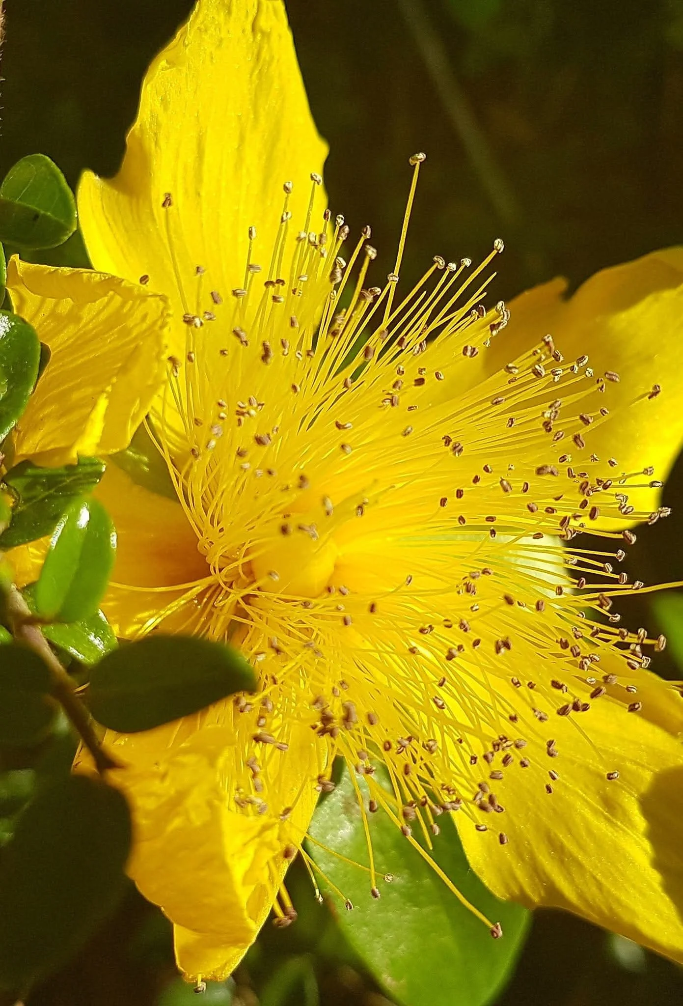Close-up of a bright yellow flower with numerous long stamens and some surrounding green leaves.