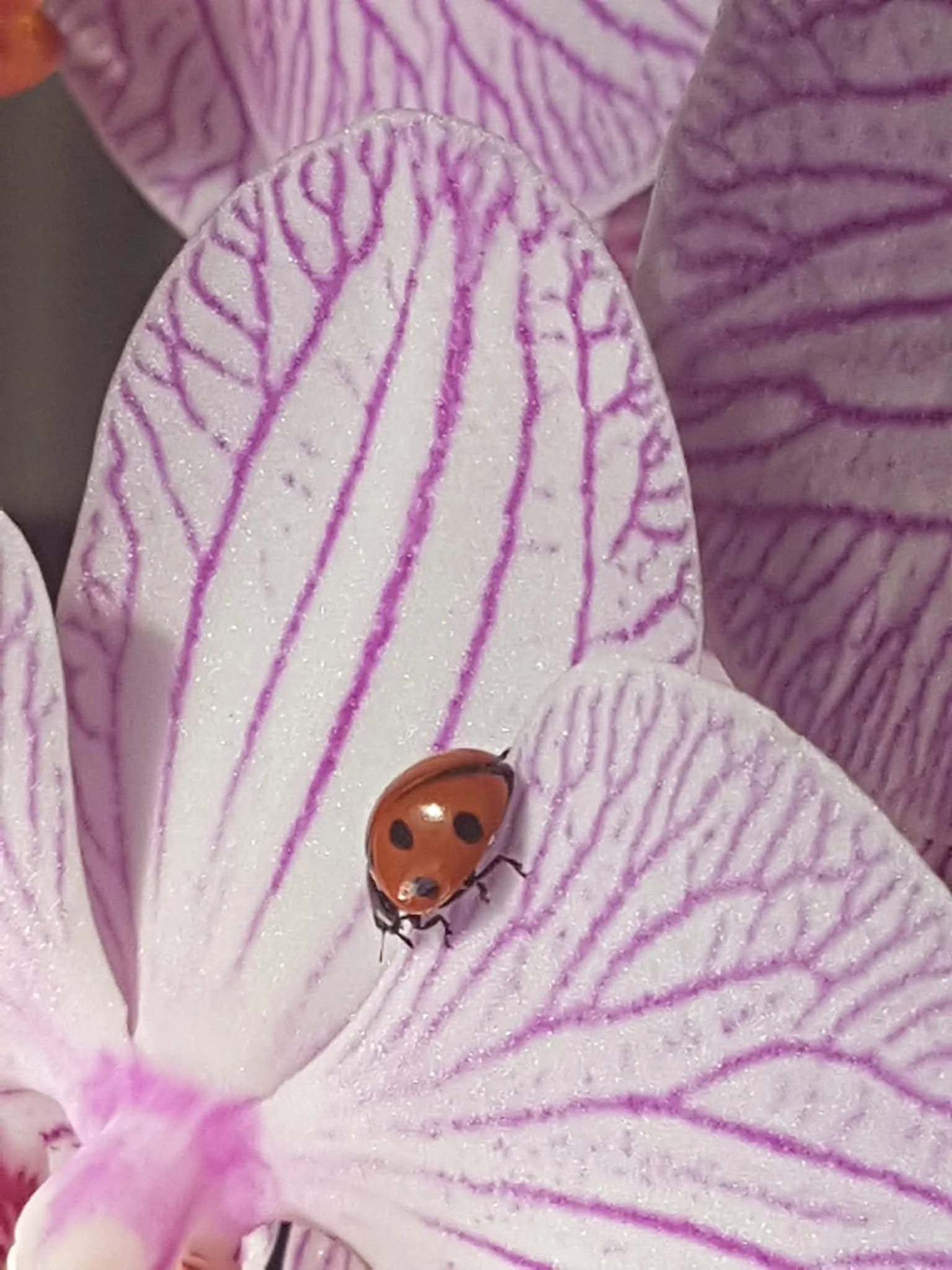 A close-up of a ladybug on a pink and white orchid flower with purple veined petals.