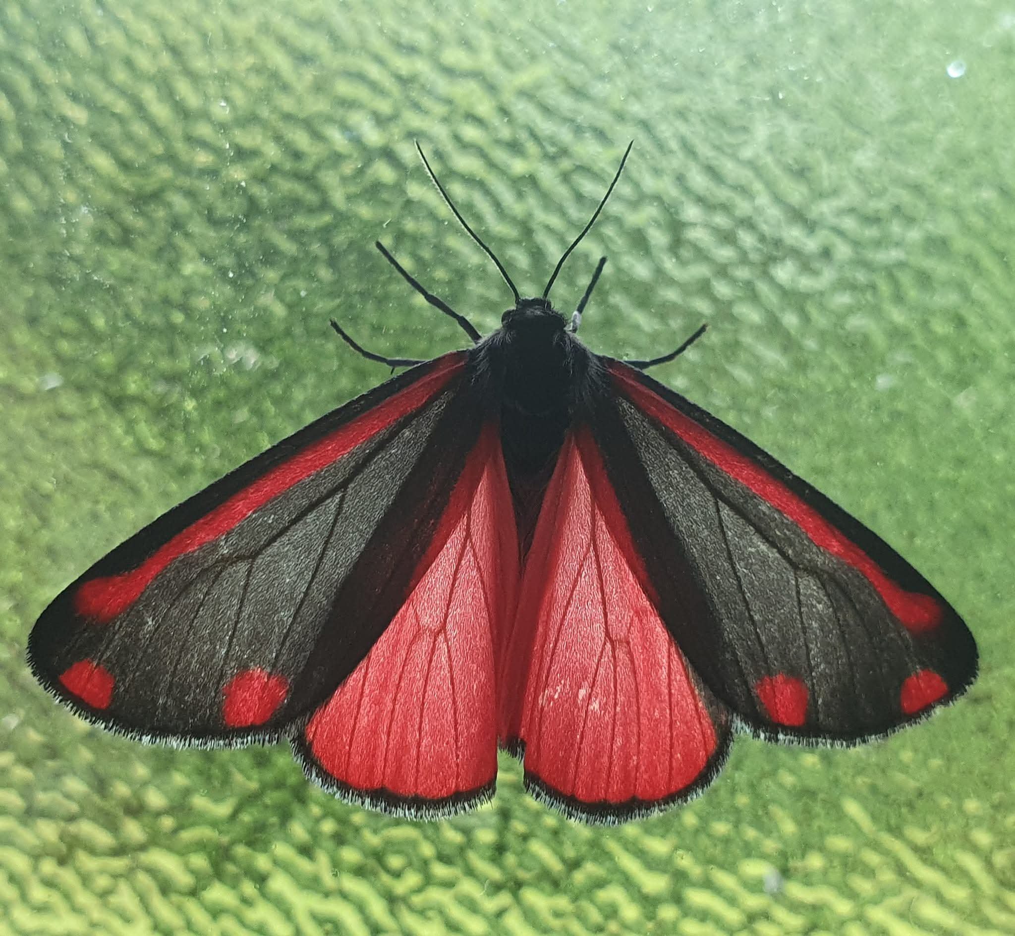 Close-up of a red and black butterfly perched on a green surface.