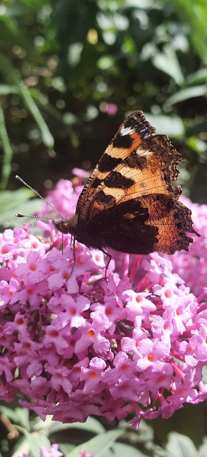 A butterfly with orange, black, and white wings perched on pink flowers in a garden setting.