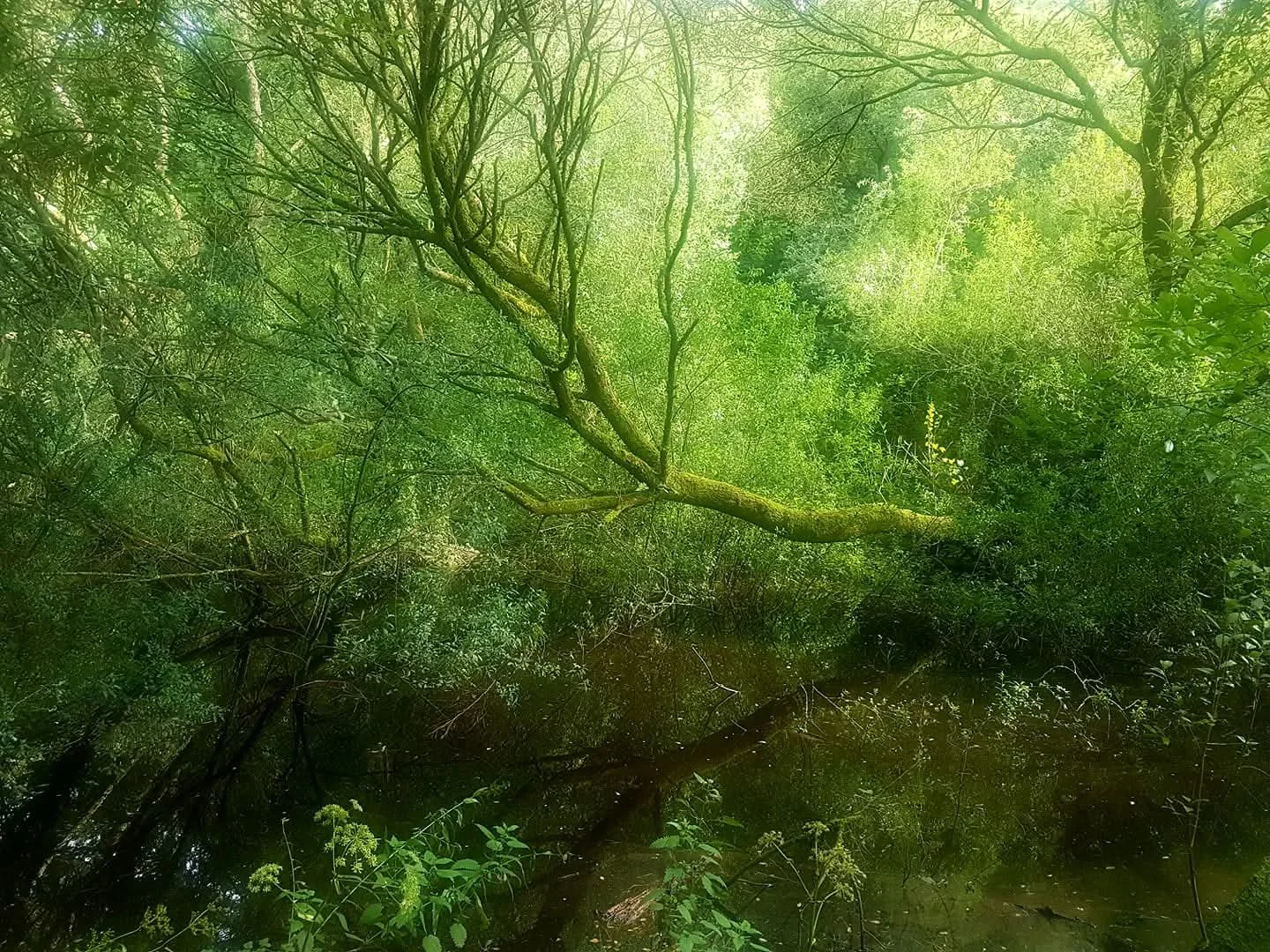 Lush green forest scene with trees, branches, and a reflecting body of water.