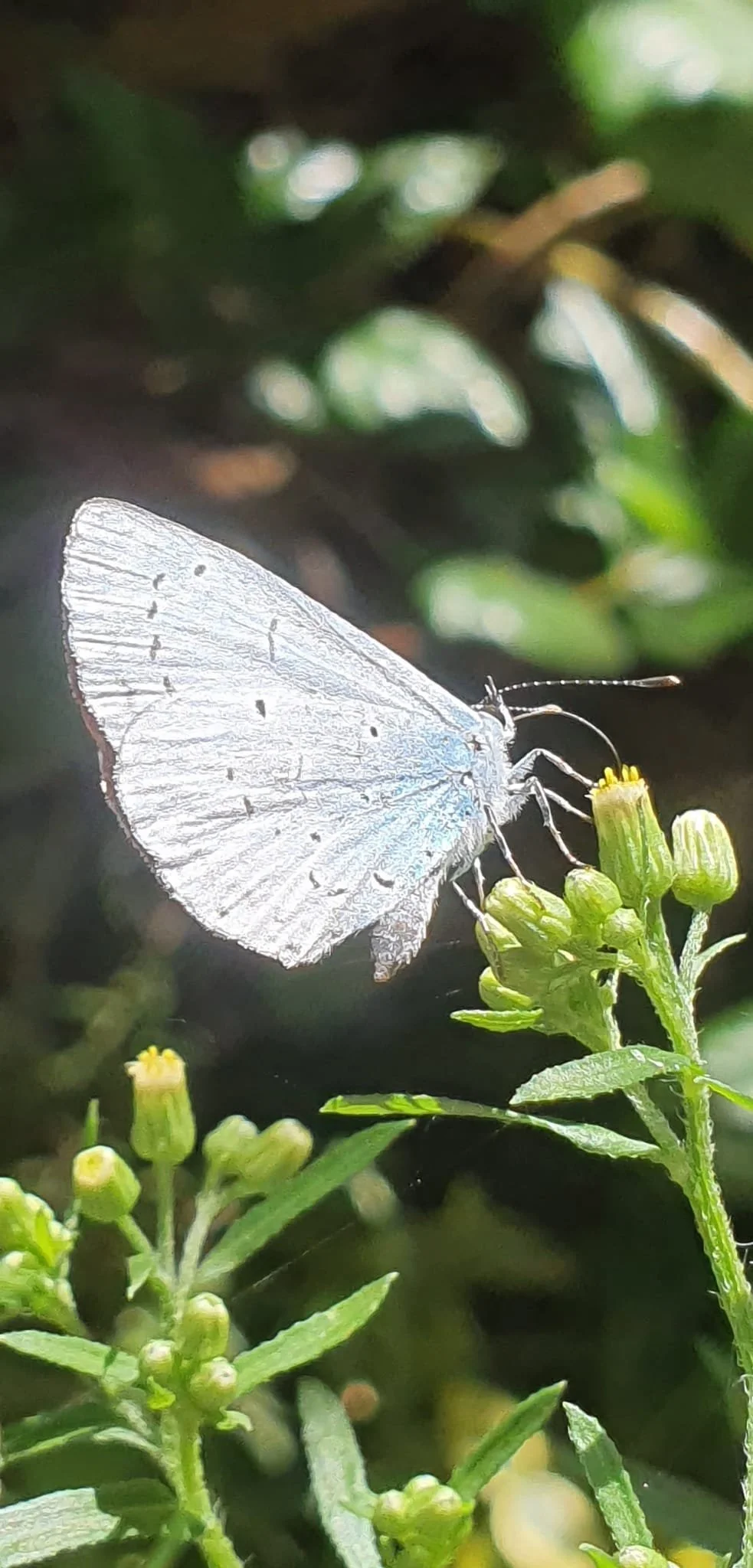 A close-up of a pale blue butterfly perched on a green plant with small yellow flowers.