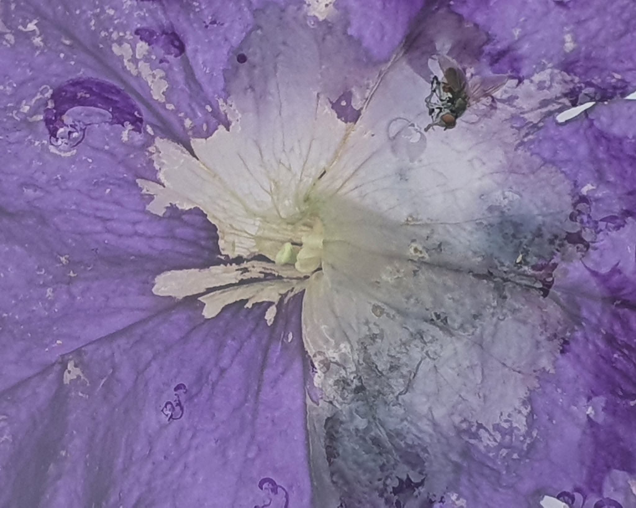 A purple flower with a small fly on its petal.