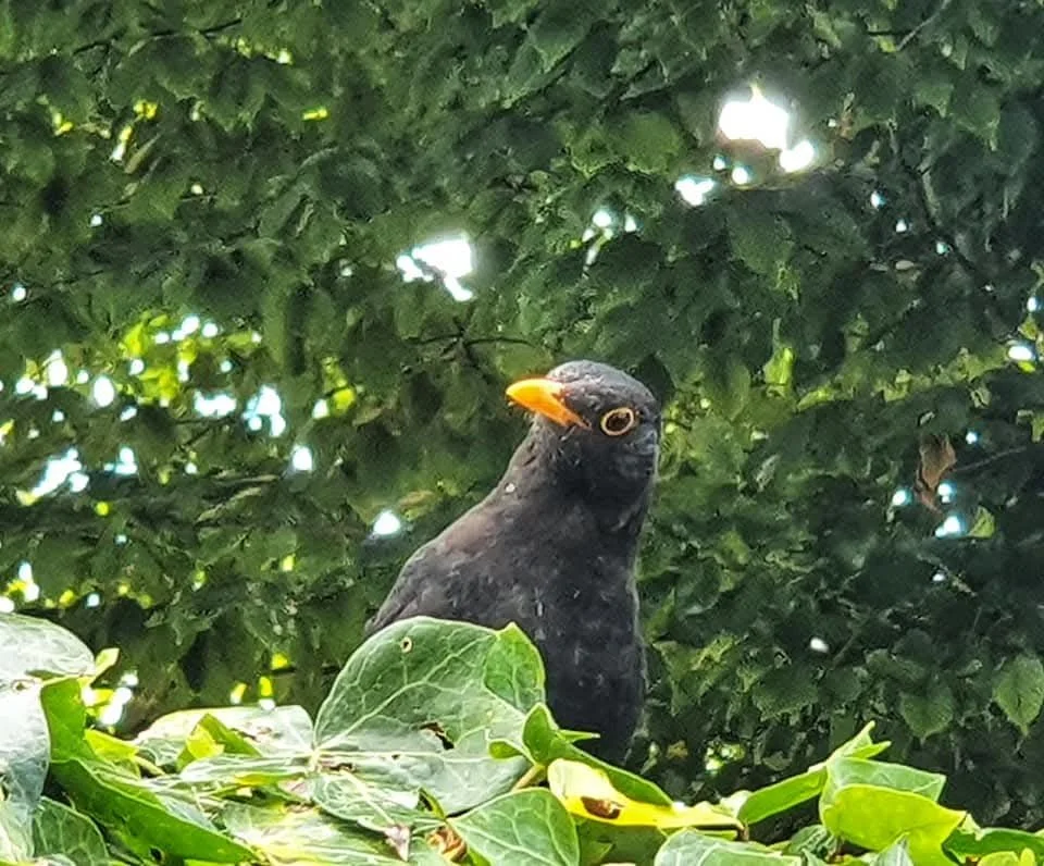 A black bird with an orange beak perched among green leaves and foliage, with sunlight shining through the trees.