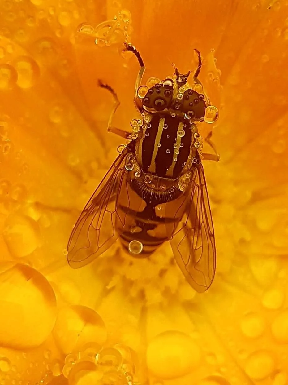 Close-up of a fly on an orange surface with water droplets.