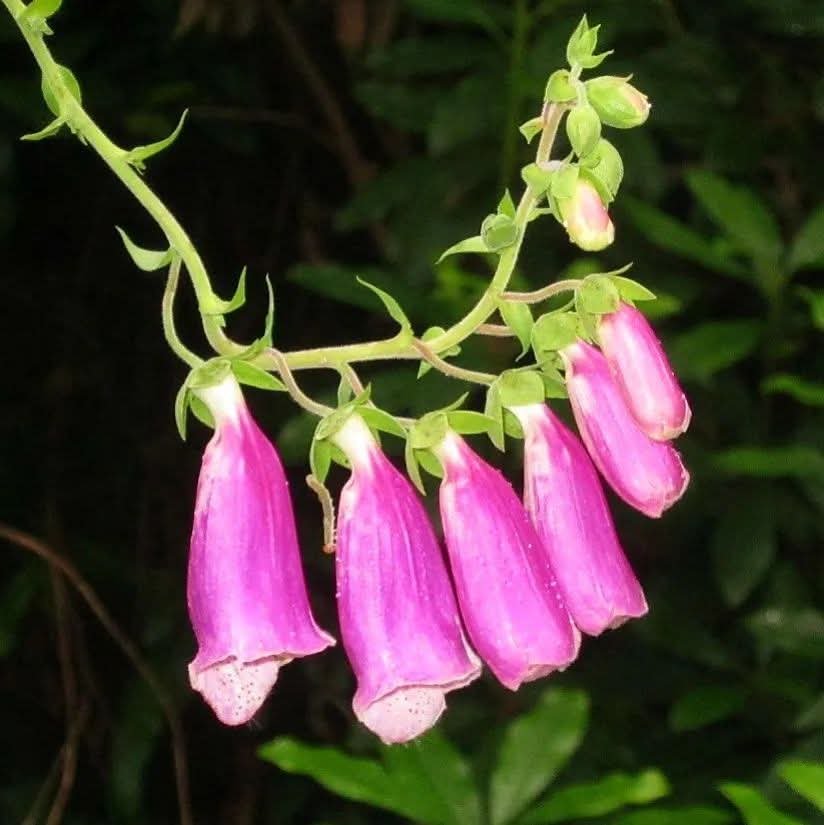 Pink bell-shaped flowers hanging from a green vine with dark green leaves in the background.