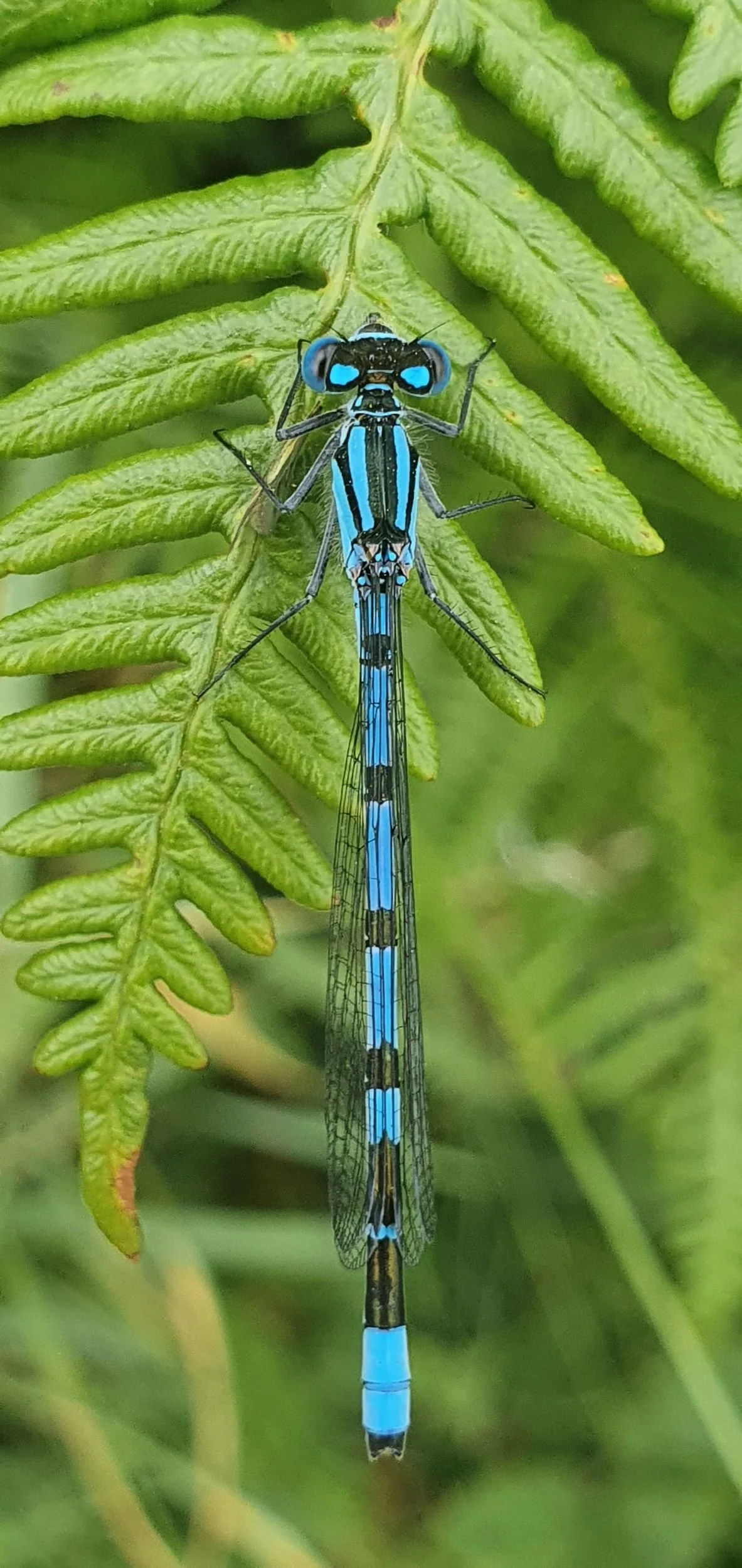 Close-up of a blue and black damselfly resting on a green fern leaf.