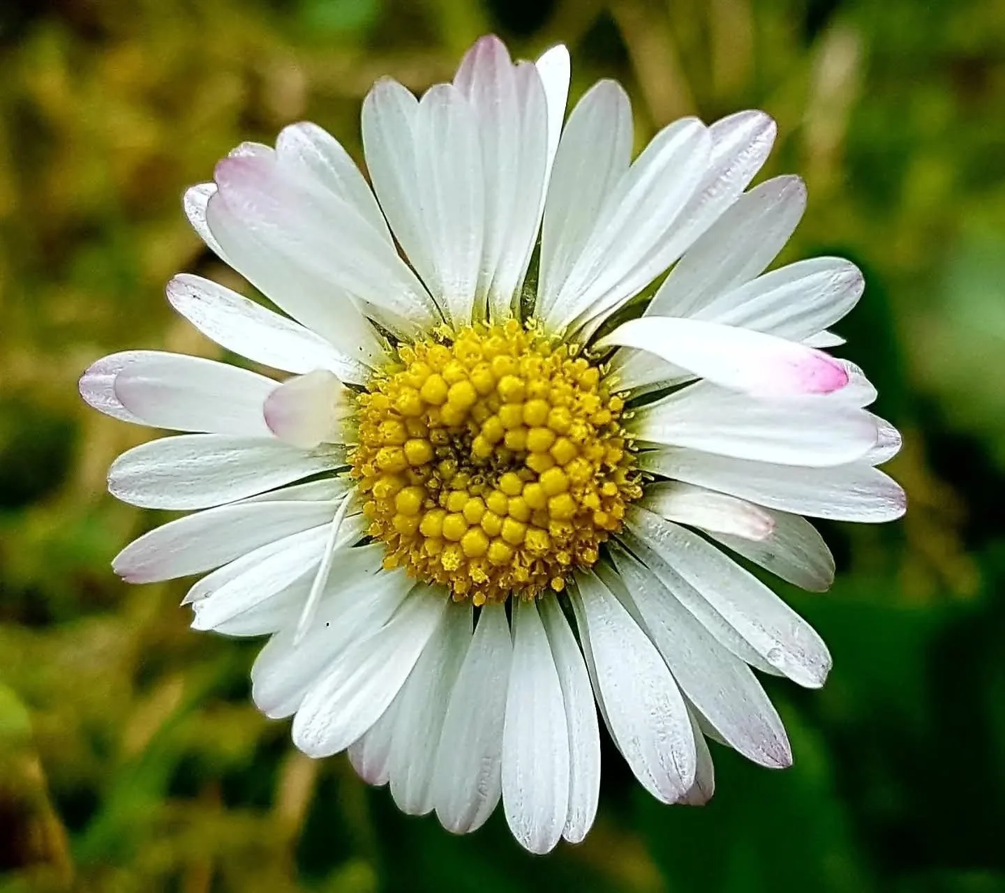 Close-up of a white daisy flower with a yellow center and some pink-tipped petals.