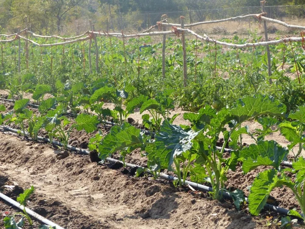 Simon's tribute to his father, extending the Community Farm in Muzondo