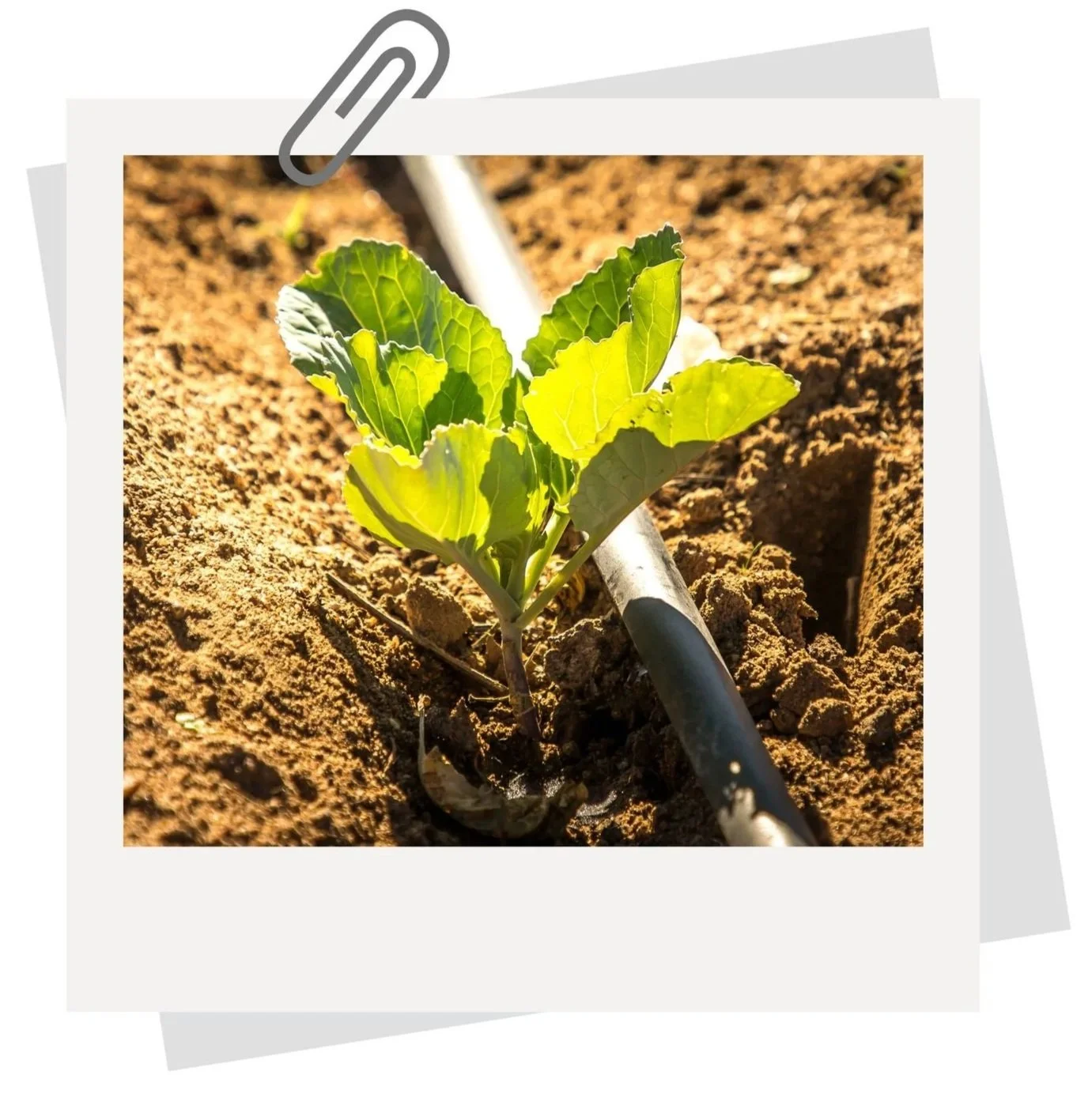 Solar-powered drip irrigation farm at Jessie's House