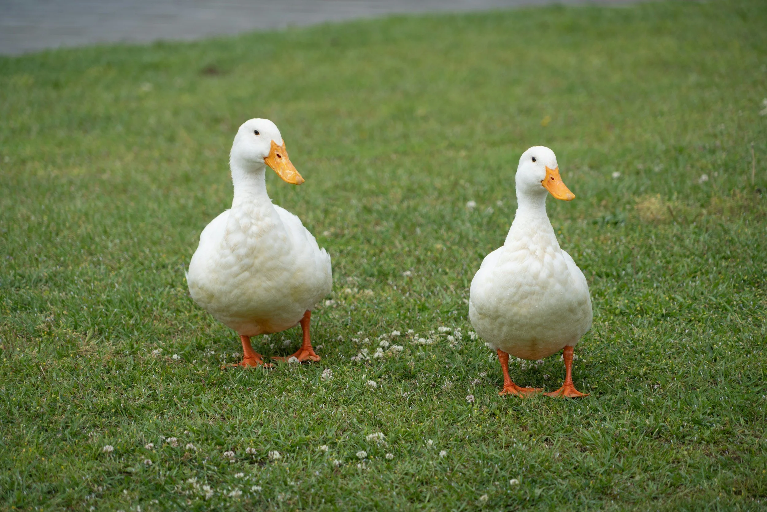 🦆 10 Adorable Facts About Call Ducks (And Why You'll Fall in Love with Them at The Hammie Ranch)