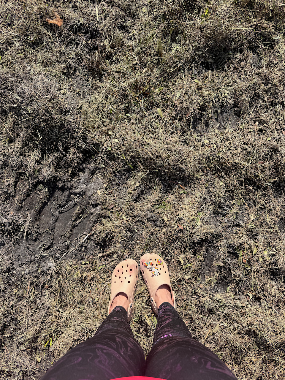 Hammie Ranch Update: The Roots Had to Go