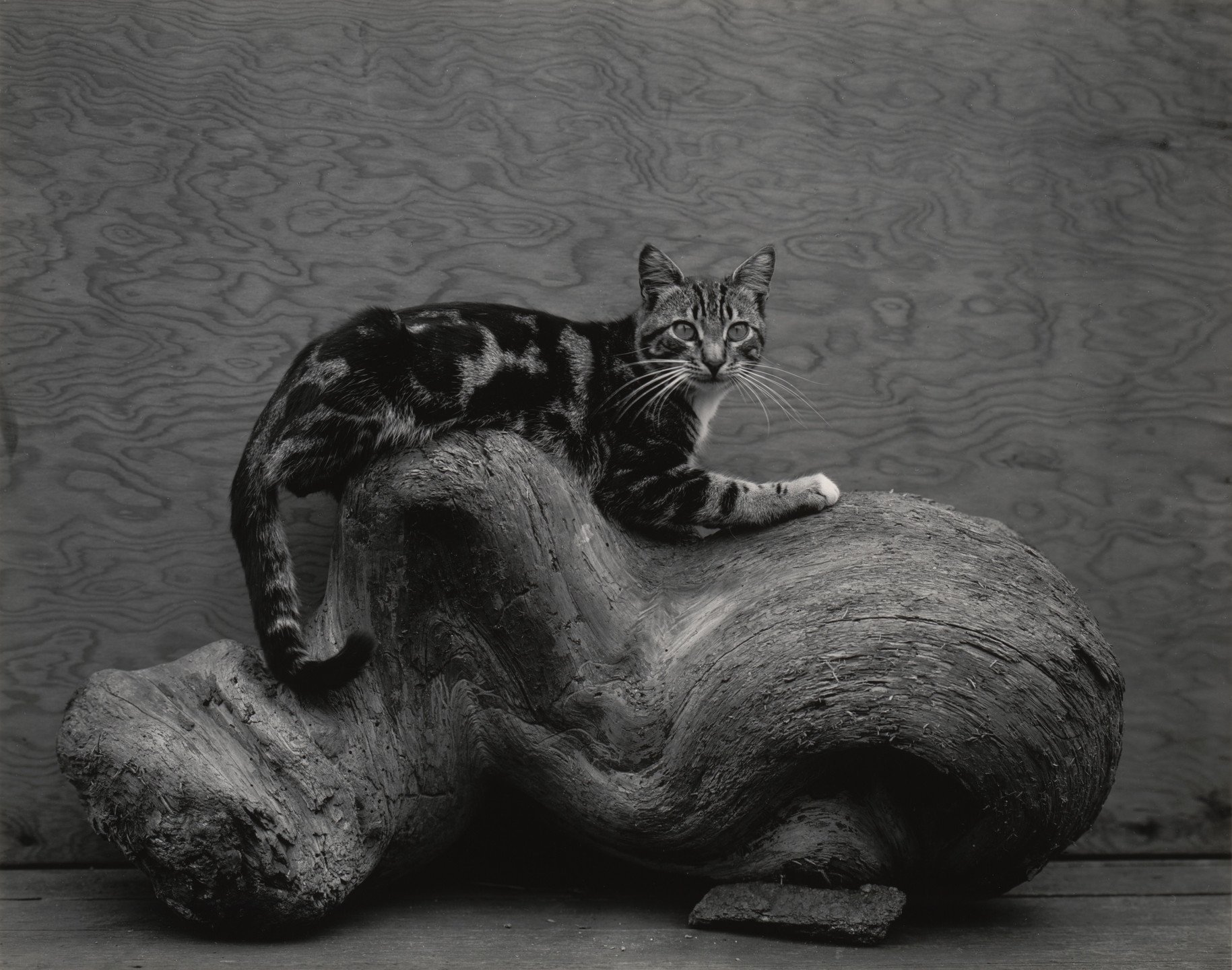 Edward Weston Photography Analysis