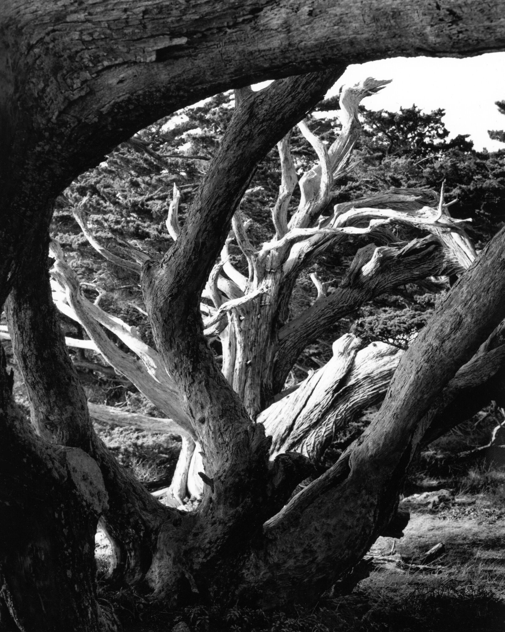 Weston Photography's October 2021 Print of the Month is Point Lobos, Untitled