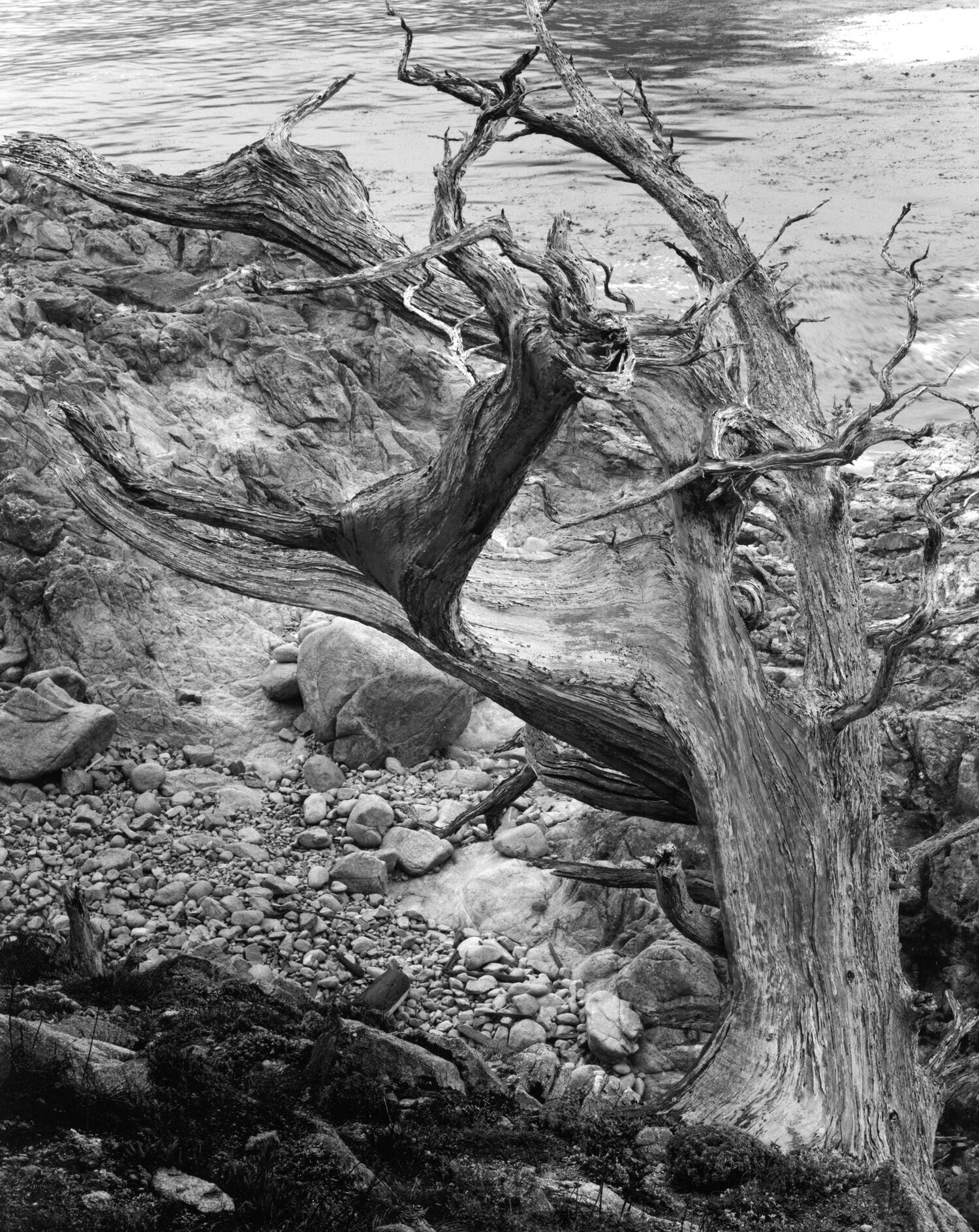 Weston Photography's August 2021 Print of the Month is Point Lobos Twisted Tree