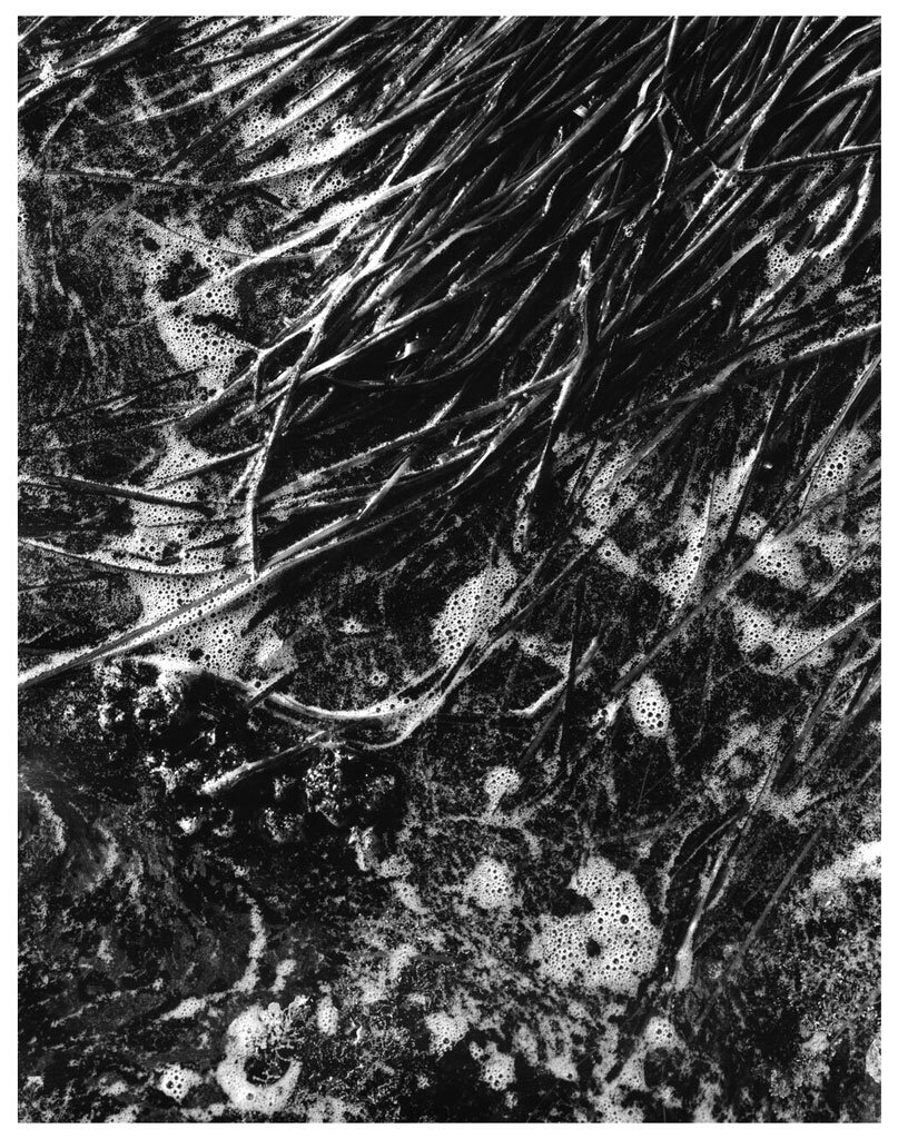 Weston Photography's May 2021 Print of the Month is Sea Grass Study 1