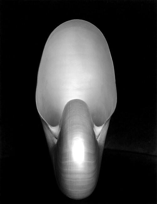 Collectible Fine Art Photographs by Edward Weston