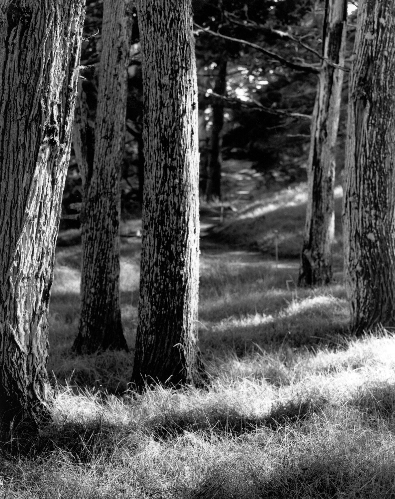 Weston Photography's February 2021 Print of the Month is Point Lobos, Trees