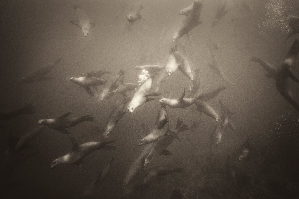 Our Top 3 Favorite Underwater Photographers