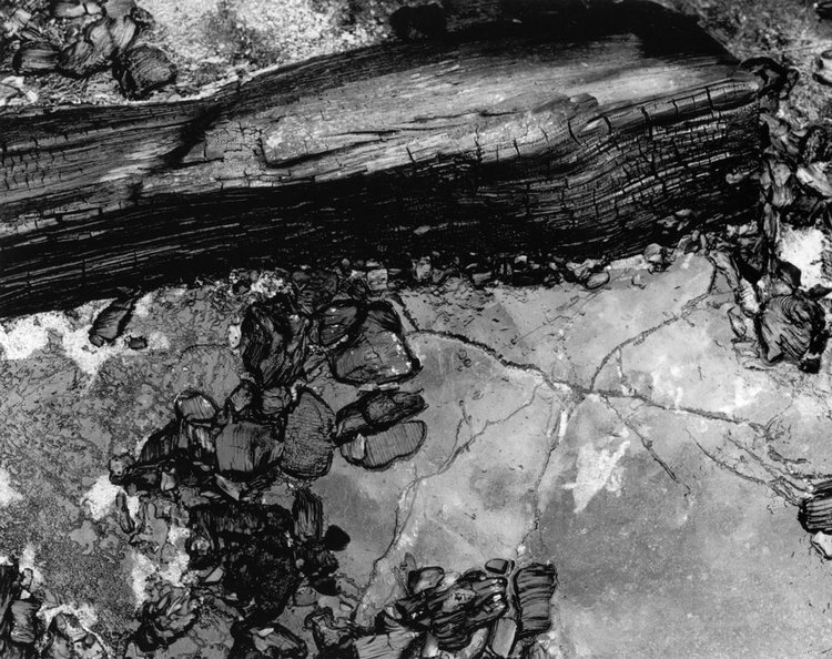 Weston Photography's March 2020 Print of the Month is Wood & Ice Abstract
