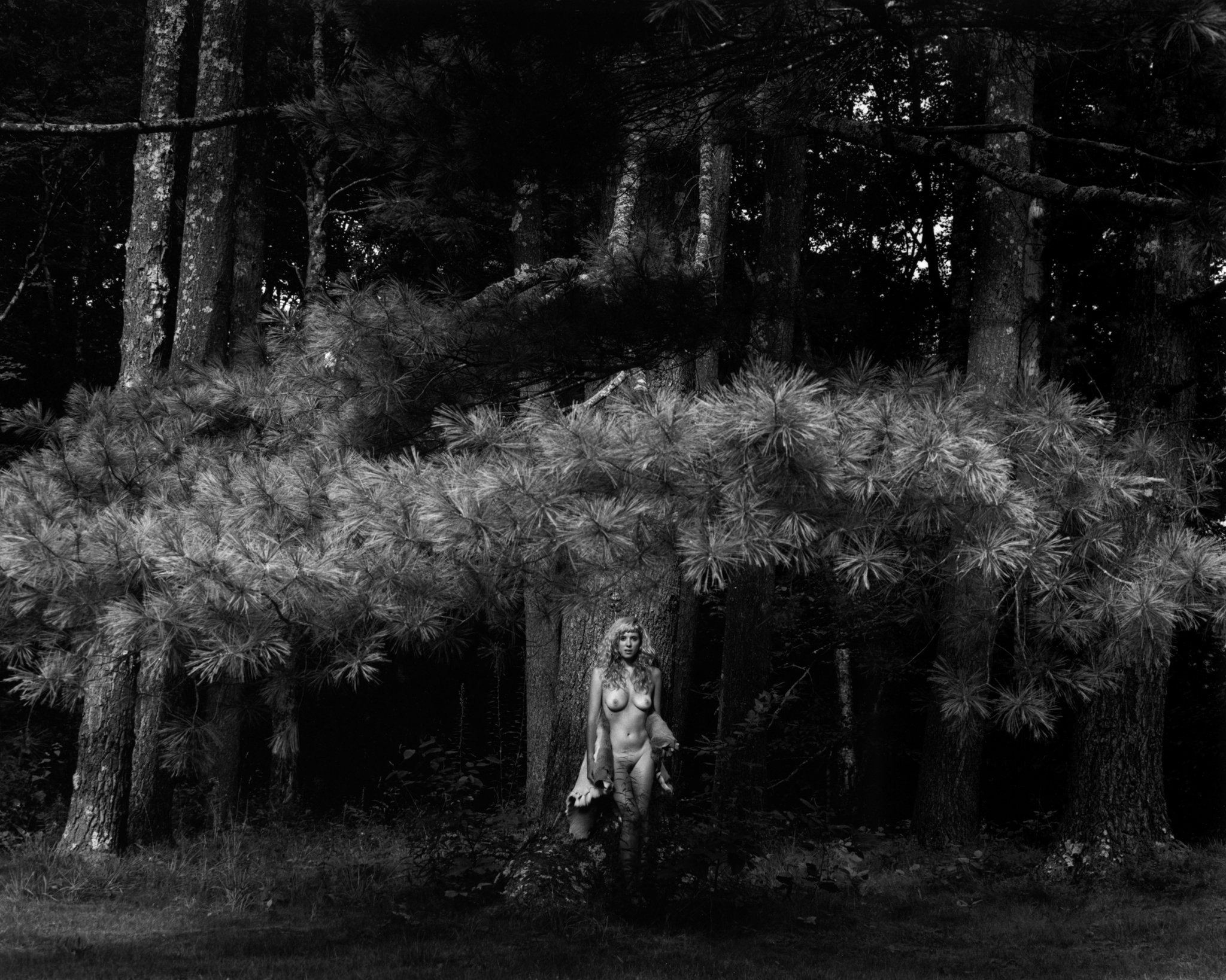 Kim Weston's December 2018 Print of the Month is Phoenician Glade