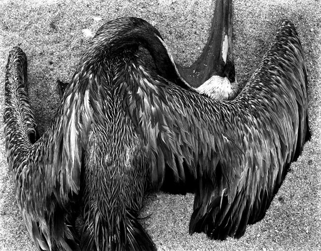 Edward-Weston-pl42-bi-1-pelican-1942.jpg
