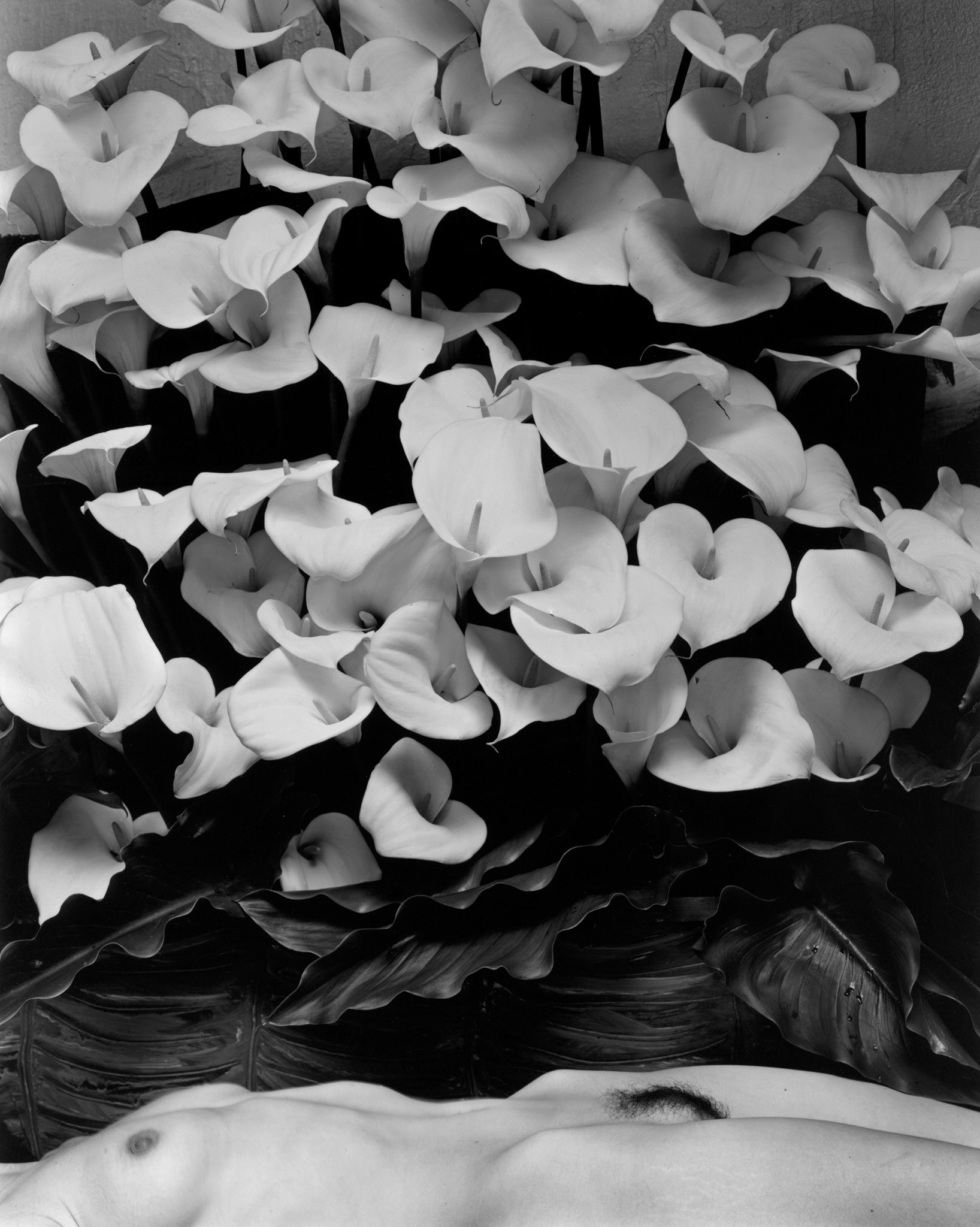 ©Kim-Weston-nude-lying-with-callas.jpg