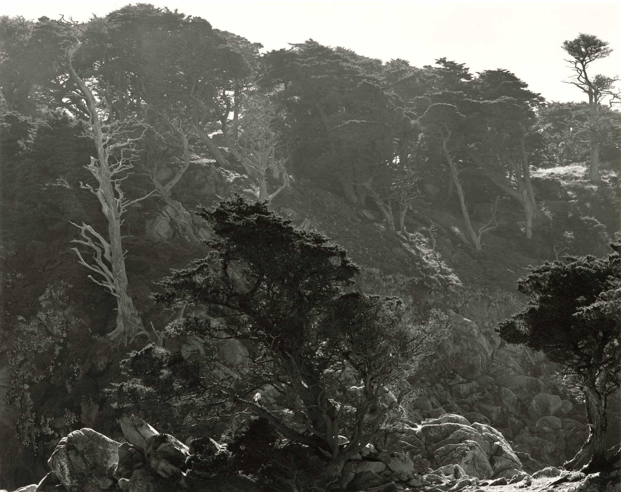 From Edward Weston’s Point Lobos to Today: Why Black‑and‑White Still Moves Us